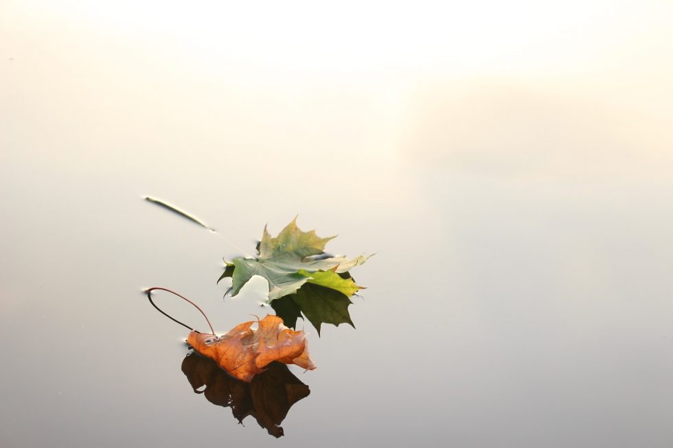 Turn a new leaf for your Brand in 2016